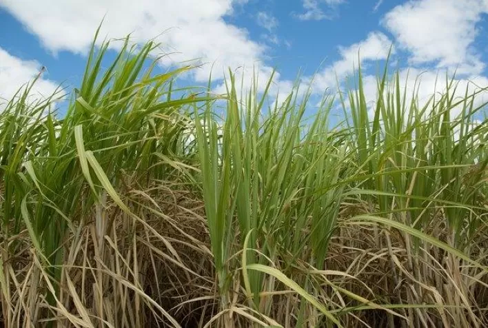 Nova fase do Projeto Satô da IHARA colabora com a gestão da produção de açúcar nas usinas de todo Brasil