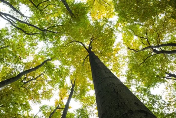 MG: Forest Insight 2021 está com inscrições abertas