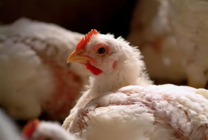 Especialista da Boehringer Ingelheim Saúde Animal explica como prevenir a devastadora doença de Newcastle em aves