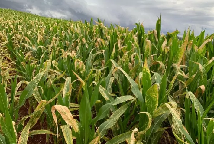 Agricultura prorroga prazo para que municípios se adaptem às regras dos herbicidas hormonais