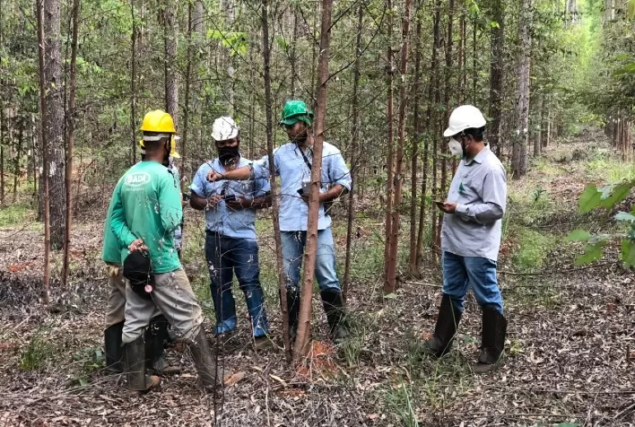 Tecnologia auxilia no controle de formigas cortadeiras