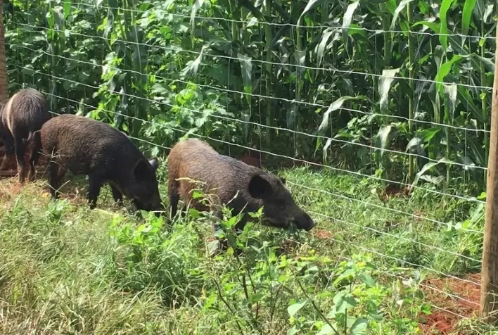 Animais silvestres podem provocar quebra de até 10% nas lavouras. Cercas prontas minimizam prejuízos dos produtores rurais