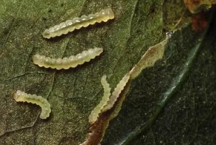 Topos dos cafeeiros precisam ser mais protegidos do ataque de bicho mineiro