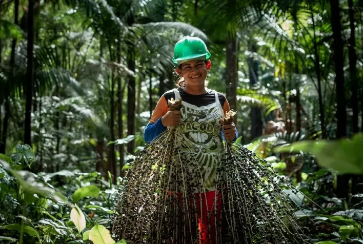 Cooperativa de produtores de açaí expande área certificada de manejo sustentável no Amapá