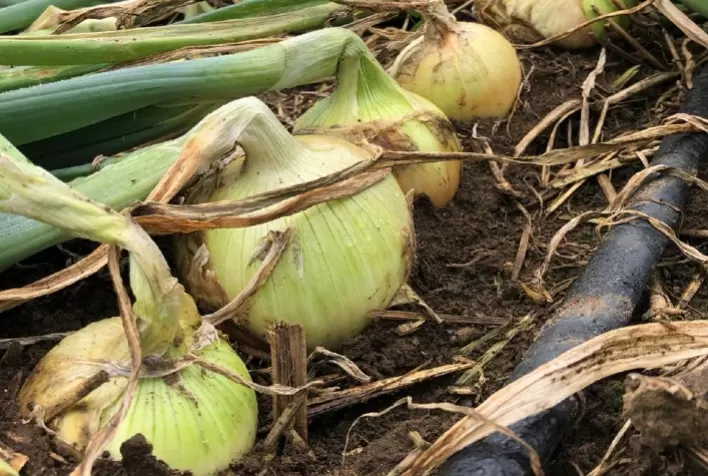 Greenup Solutions estreia com lançamento de produto focado nas culturas de cebola e alho