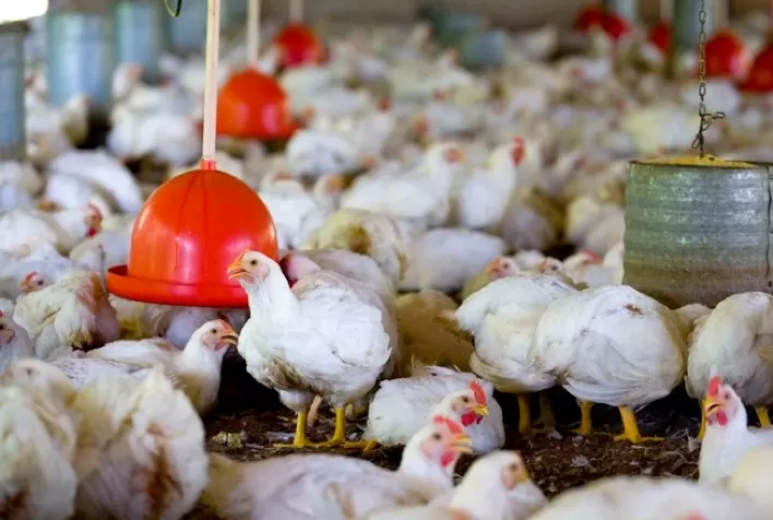 Cargill Nutrição Animal destaca a importância de fitogênicos na avicultura