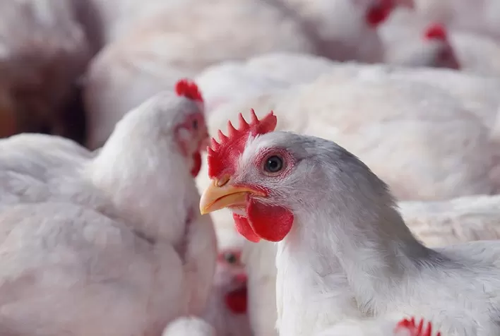 O frango vivo, dolarizado