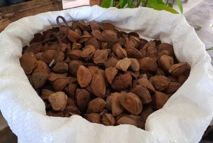 Conab mostra no Boletim da Sociobiodiversidade o mercado positivo e o pagamento de subvenções a extrativistas