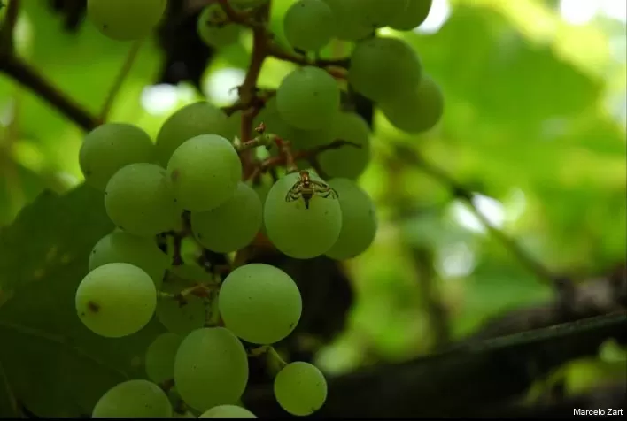 Mapa expande área livre da mosca das frutas