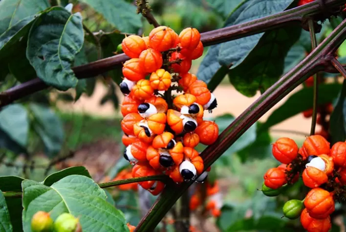 Produtores de cacau, café e guaraná do projeto AGRO.BR realizam primeiras exportações