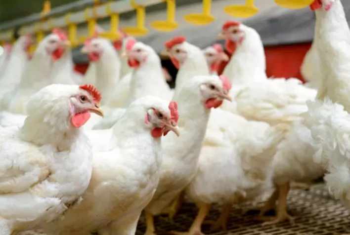 Frango vivo: diferença de preço em Minas Gerais em relação a São Paulo