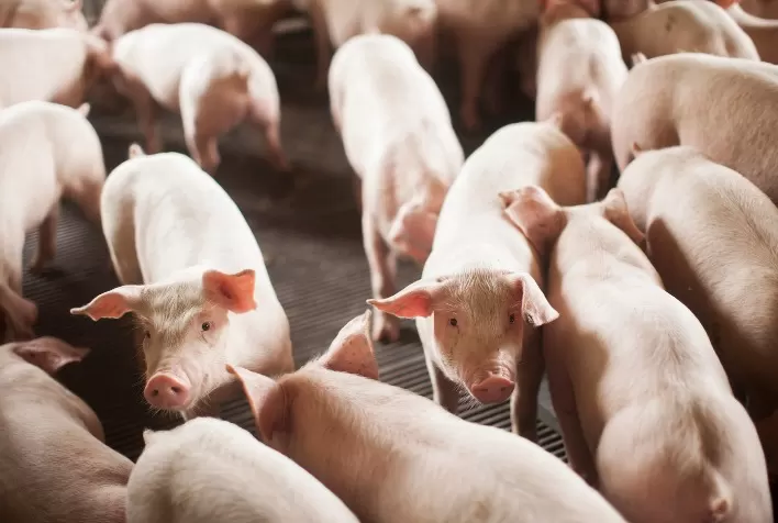 Suínos: preços do animal vivo registram fortes quedas