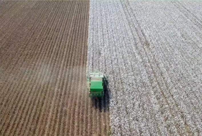 Custo de produção do algodão atinge R$ 12.8 mil/ha