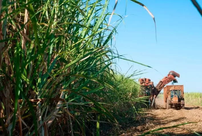 Colheita tardia de cana no Brasil pode reduzir perdas da safra