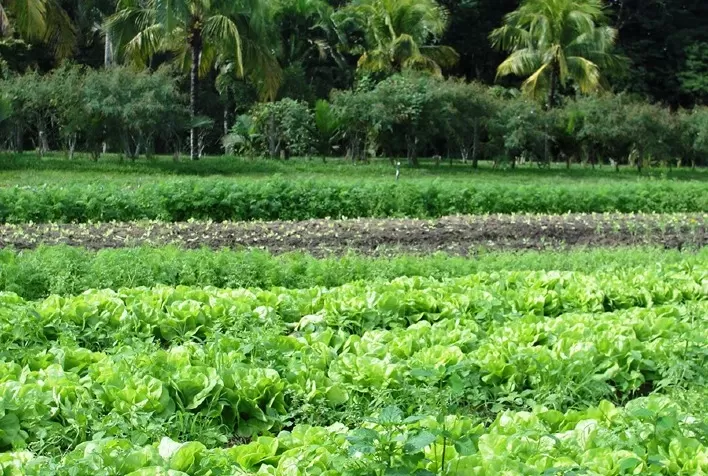 Alfaces consorciadas apresentam bom desempenho em sistemas agroflorestais