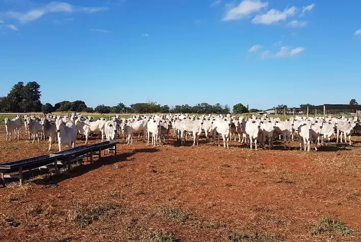 Em 10 meses de recria, projeto “Zebu, carne de qualidade” alcança marca de 38,22 arrobas por hectare