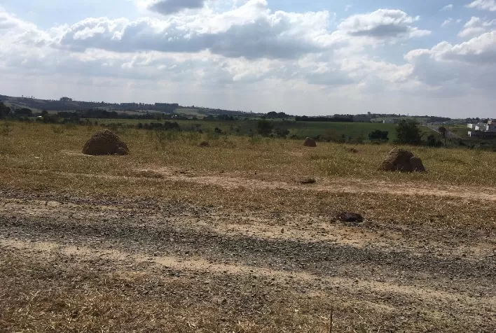 Aumento de produtividade passa obrigatoriamente pelo cuidado com as pastagens