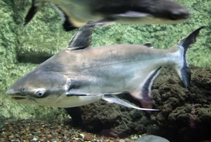Pangasius cresce no Nordeste e fortalece produção de “Outras Espécies”