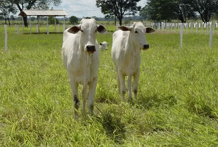 Protocolo inédito Carne Baixo Carbono permite aumentar lotação no pasto com sustentabilidade