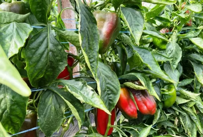 Em um ano, produtor do Campo das Vertentes colhe 27.500 quilos de pimentões