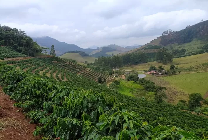 Recuperação total de lavoura em Divino com o ATeG