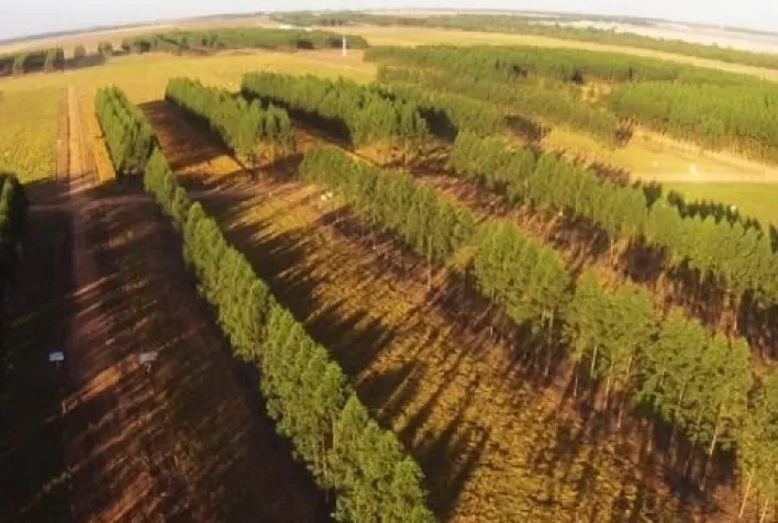 Agricultura de baixo carbono é lição do Brasil ao mundo sustentável
