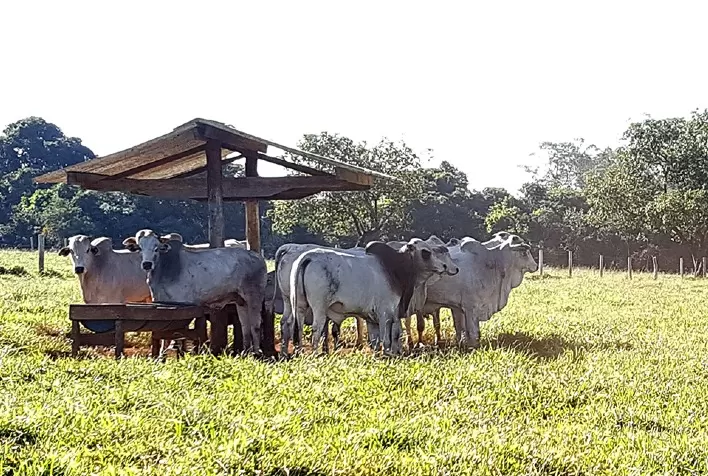 Mercado do boi gordo: cotações subiram
