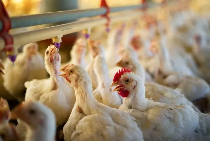 Desempenho do frango (vivo e abatido) na 20ª semana de 2021, terceira de maio