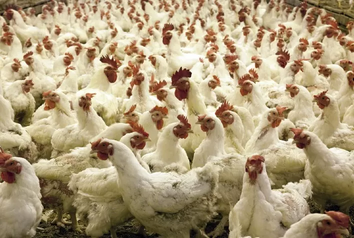 VBP do frango: evolução regional entre 2012 e 2021