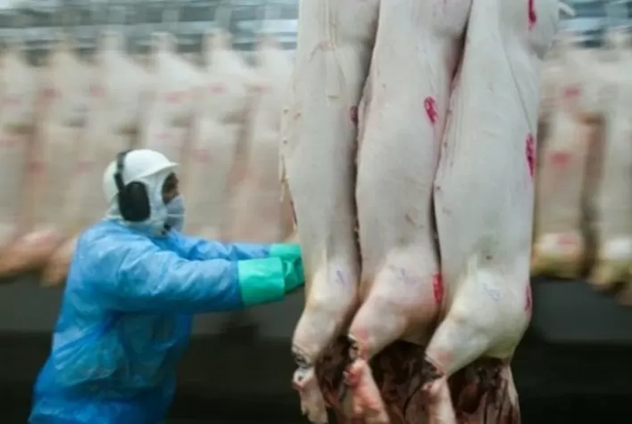 Santa Catarina registra alta de 54% no faturamento com as exportações de carne suína em abril