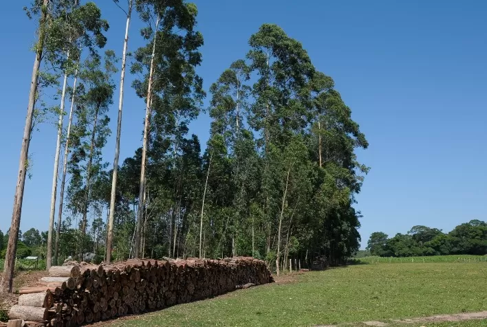 Autossuficiência e segurança energética como aliada na preservação florestal