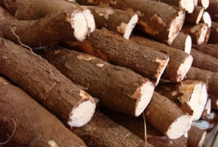 Conjuntura da Conab aponta que produtores de mandioca adiam vendas em busca de melhores preços