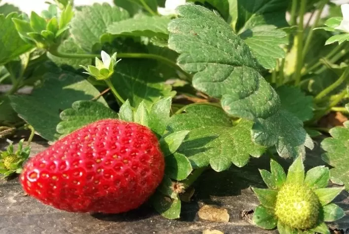 Irrigação por gotejamento garante altas produtividades e padronização nas plantações de morango