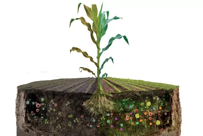 Prebióticos e Probióticos são ferramentas fundamentais para a agricultura
