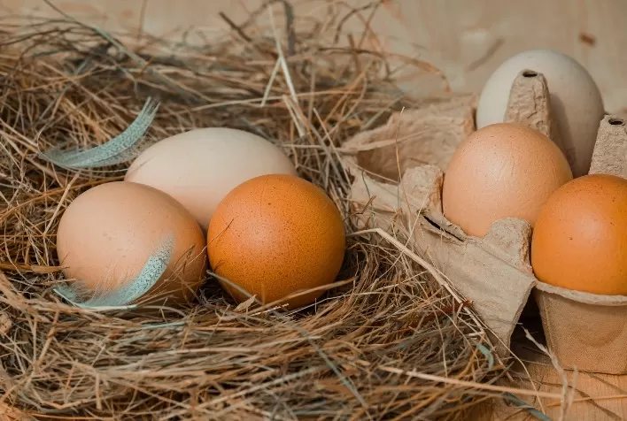 Como a nutrição das galinhas poedeiras impacta na qualidade dos ovos?