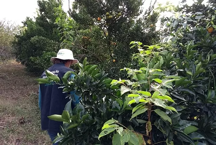 Secretaria da Agricultura realiza monitoramento fitossanitário em diversos pomares no RS