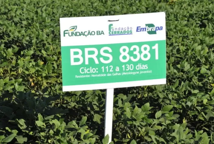 “Embrapa segue firme perseguindo a alta produtividade nas variedades de sojas convencionais”, afirma o chefe-geral da Embrapa Cerrados