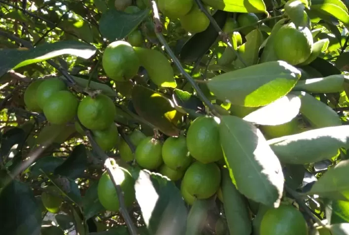 Safra de citrus na África do Sul começa com boas expectativas