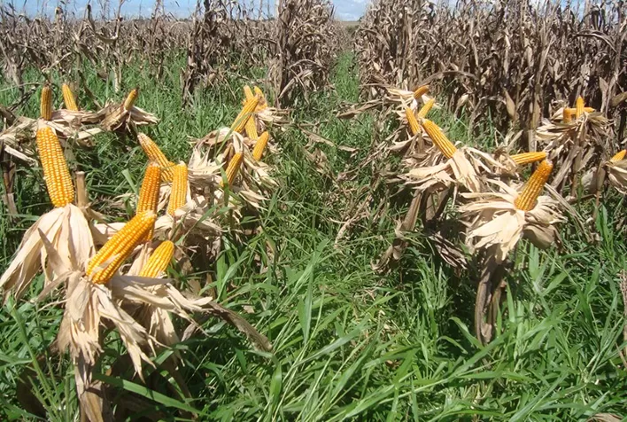 ZARC: Publicado zoneamento agrícola do milho consorciado com braquiária 1ª safra 2021/2022