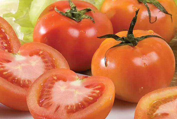Tomate: Oferta reduzida sustenta valores; produtividade e qualidade são positivas
