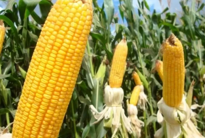 Custo de produção do milho para safra 21/22 registrou elevação no Mato Grosso, aponta Imea