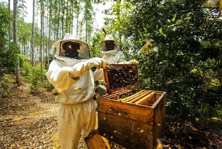 Veracel destaca resultados dos projetos de apicultura realizados com produtores da região Sul da Bahia