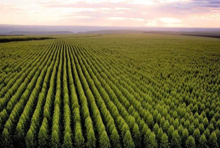 Novo levantamento consolida as florestas cultivadas como a maior cultura agrícola de Minas Gerais