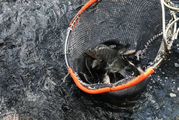 Aquicultura: uso de enzimas na dieta dos animais proporciona maior rentabilidade