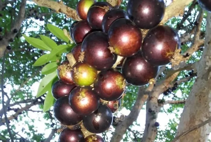 Embrapa busca parceiros para pesquisas com fruteiras nativas