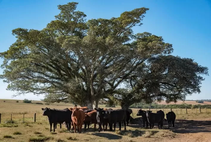 OIE oficializa o Rio Grande do Sul como zona livre de aftosa sem vacinação