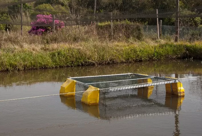 Política estadual dará impulso ao desenvolvimento da aquicultura no Estado