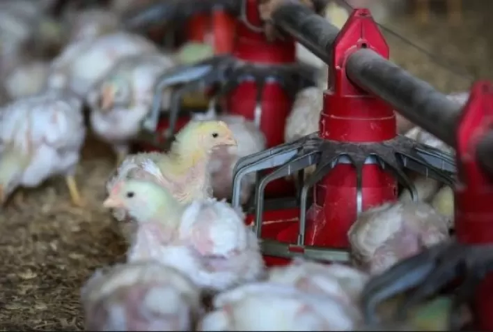 O bem-estar animal na avicultura