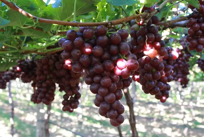 Manejo nutricional auxilia produtores a atingirem índices para exportação de frutas