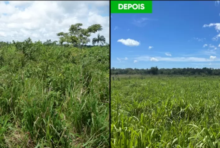 Corteva Agriscience lança tecnologia para controle de plantas daninhas em pastagem alinhada à pecuária sustentável